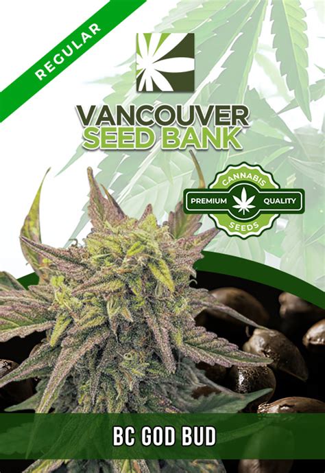 BC God Bud Strain Regular Marijuana Seeds | Vancouver Seed Bank