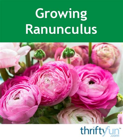 Growing Ranunculus | ThriftyFun