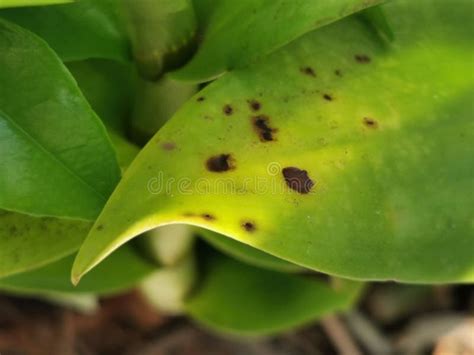 Leaf Spot Disease On Orchid From Fungi Stock Photo Image Of Outdoor