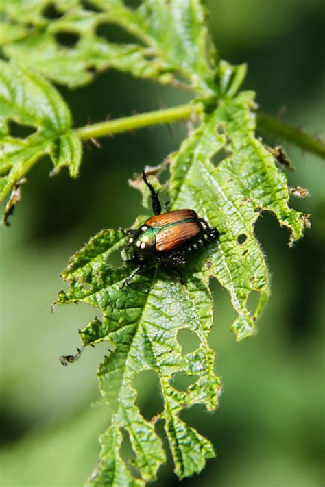 How To Make Japanese Beetle Spray – GardenInBloom.com