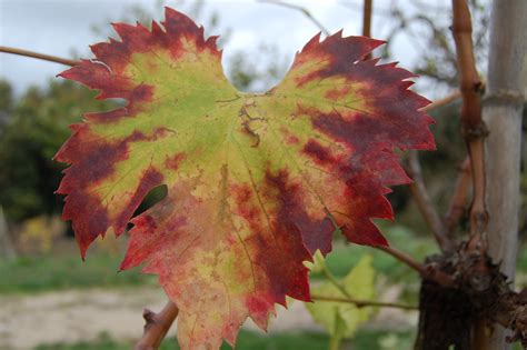 Autumn,leaf,colors,free pictures, free photos - free image from needpix.com