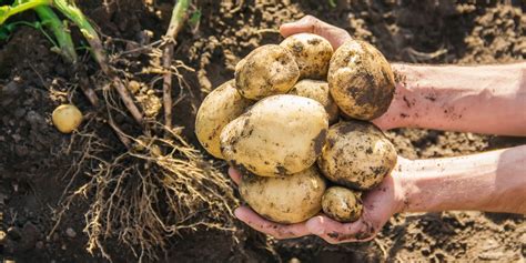 Potato Curing Guide Why To Do It And Beginner Tips