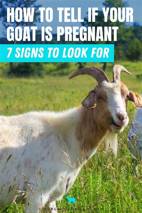 How To Tell If A Goat Is Pregnant 7 Signs The Organic Goat Lady