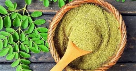 Daun Kelor Dengan Segudang Manfaat 4 Diantaranya Tingkatkan Vitalitas Pria