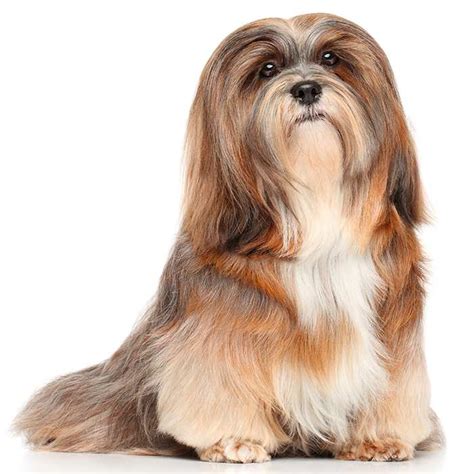 Lhasa Apso Dog Breed Profile Personality Facts