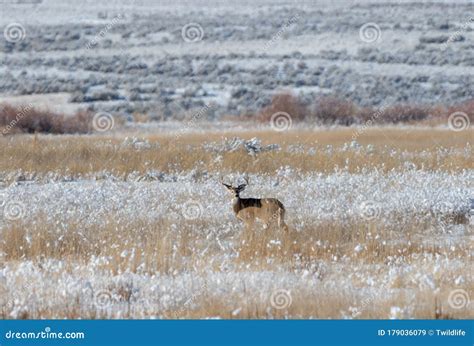 Whitetail Deer Buck in Snow Stock Image - Image of snow, autumn: 179036079