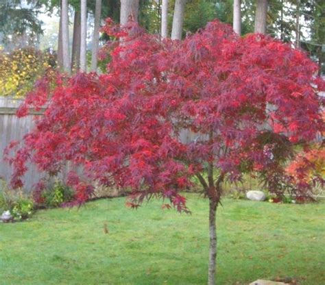 Best Front Yard Trees