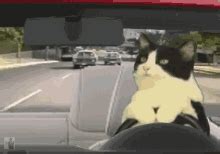 Driving GIFs | Tenor