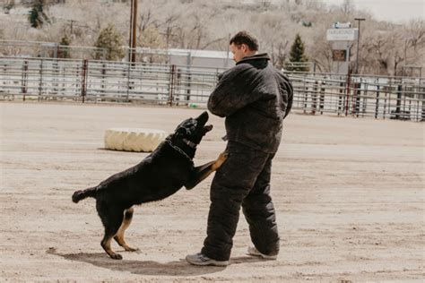 K 9 Unit Garfield County Sheriff Colorado