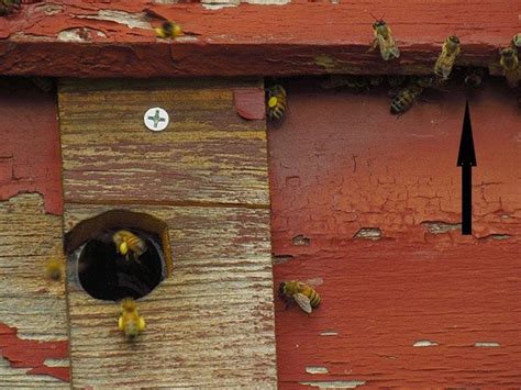 Scoutswarm Behavior At My Bait Box Beesource Beekeeping Forums