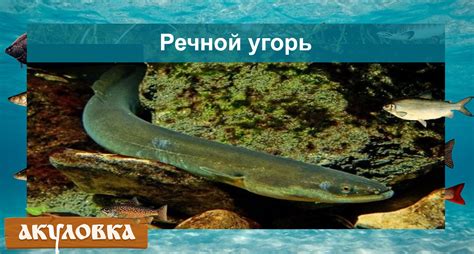 Рыбы речные и озерные — 40 видов с фото