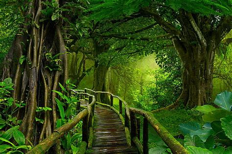 Nature Jungle Wallpaper Hd