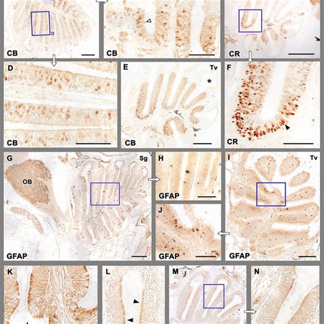 Macroscopic Anatomy Of The Zebrafish Olfactory Organ The Olfactory