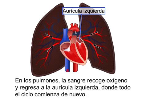 PatEdu Insuficiencia cardíaca