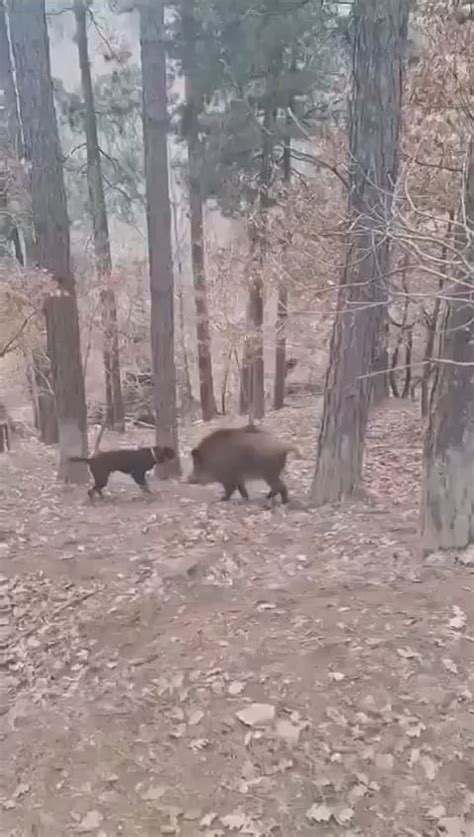 hunting dog completely dominating a wild boar. : r/Hunting