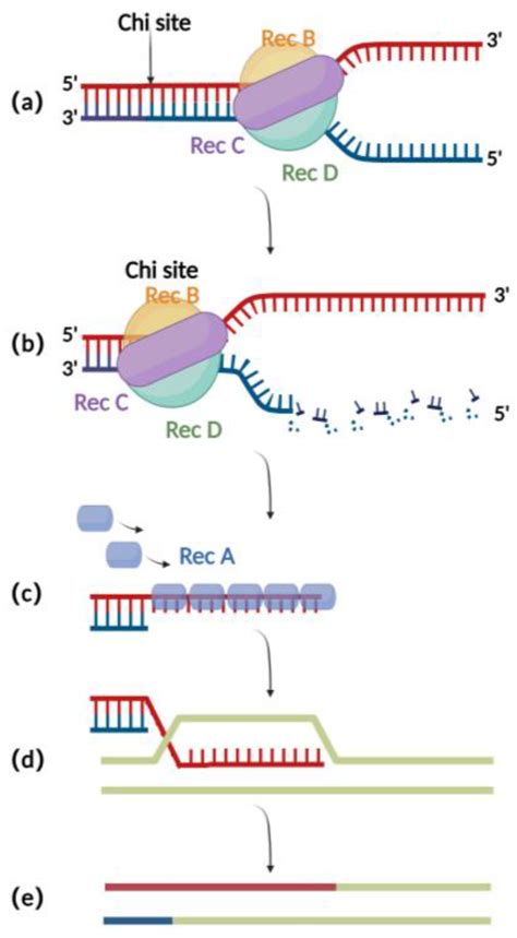 Microorganisms Free Full Text Bacterial Artificial Chromosome Based