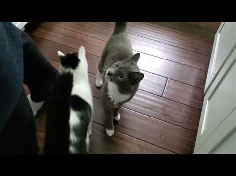 Cow Cat That Eats Like A Pig A Polite Grey Tuxedo Cat Youtube