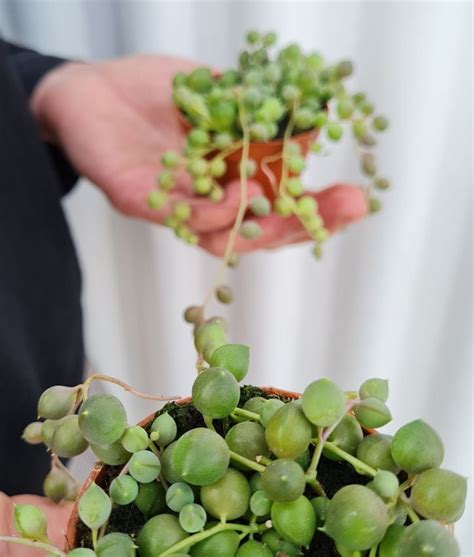 Cuidados De La Planta Rosario Una Preciosa Suculenta Colgante Muy