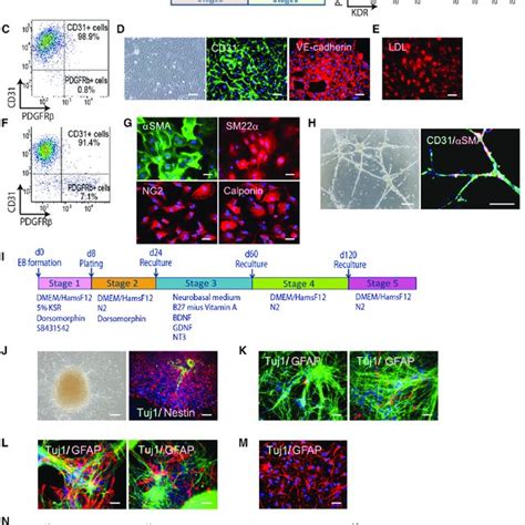 Differentiation Of Ipscs Into Ecs Pericytes Neurons And Astrocytes