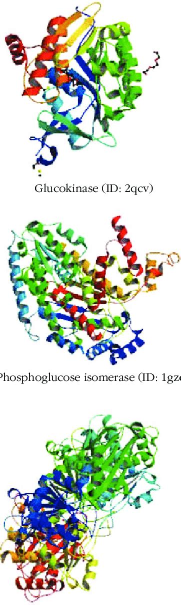 Structural comparison showing glucokinase having structural similarity ...