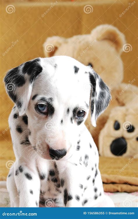 Dalmatian Puppy Blue Eyes