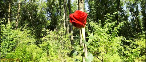 Mesmeriza Compilation Dream Island Shemale Outdoor Porn Feat Lady Alice By FapHouse XHamster