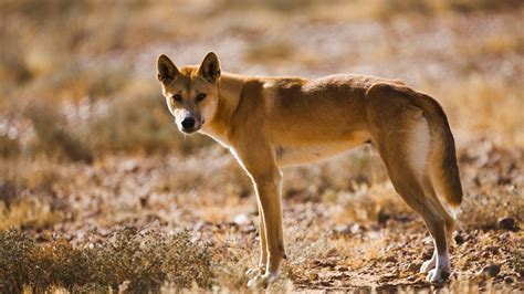 Dingoes are part domestic dog, part wolf (sort of) | Live Science