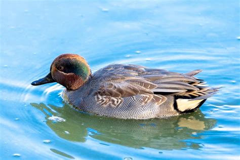 Aves Migratorias De Lagos De Marismas Y Costas De Europa Foto De