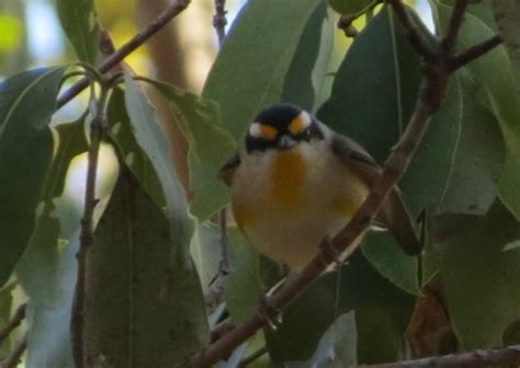 Pardalote Diamond Birds Mount Gravatt Environment Group