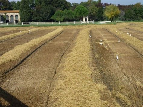 La Paille Du Riz De Camargue La Recette Pour Une Isolation R Ussie