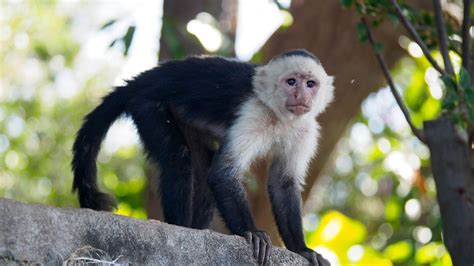 Search under way for missing capuchin monkey in Wicklow