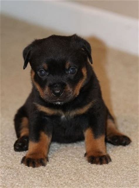 Free black/brown Rottweiler puppies