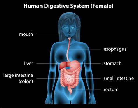 How Anxiety Causes Esophagus Problems