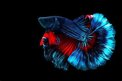 Red Blue betta fish Fancy Halfmoon Betta The moving moment beautiful of ...