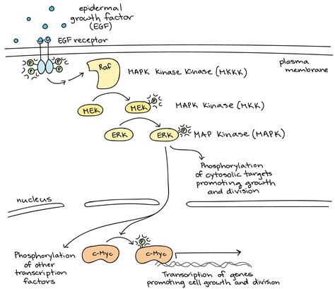 Signal Transduction Pathway Model 1 At Scottestinson Blog