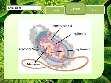 Presentasi Biologi Struktur Bakteri