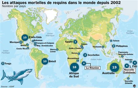 Attaques De Requin Un Sp Cialiste Se Confie Sur Le Cas De La R Union