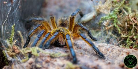 Harpactira Pulchripes Golden Blue Leg Baboon Tarantula Rawwnverts