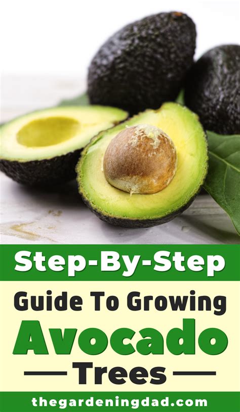 Easy Tips To Growing Avocado In Pots The Gardening Dad Grow