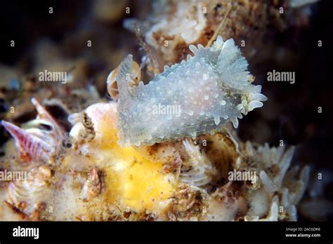 Nudibranch Palio Dubia Nudibranquios Son Shell Menos Moluscos