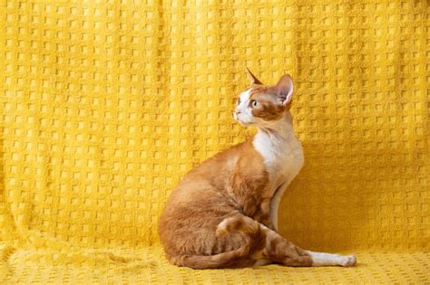 250+ Creative Yellow Cat Names For Your Best "Furrend"