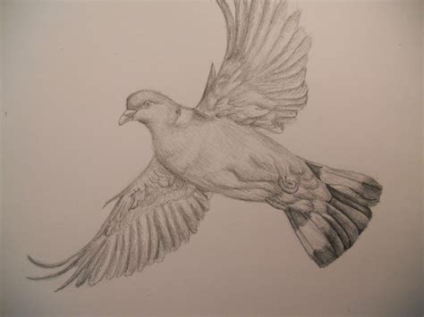 Pencil sketch - Pigeon by Finchwing on DeviantArt