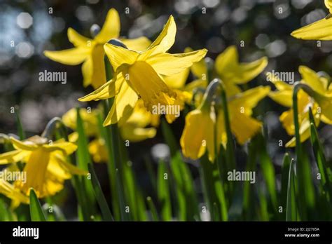 Close Up Of Bright Yellow Daffodils Aka Narcissus And Jonquil