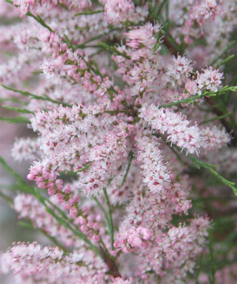 10 best wind-resistant shrubs for protection as well as color | Homes