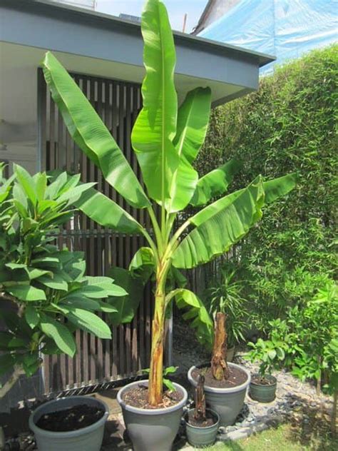 C Mo Cultivar Bananas Banano En Maceta Y Sus Cuidados Abuela En La