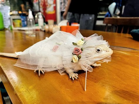 Costumes For Bearded Dragon Design Swan