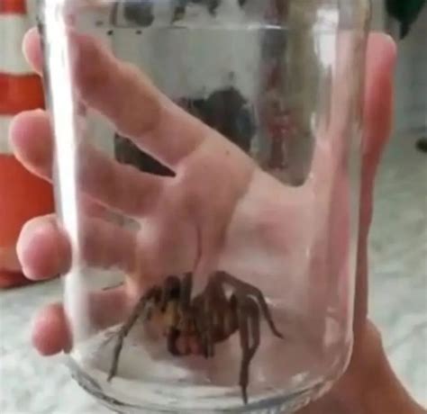 Aranha veneno mortal é capturada em casa de SC DI Regional