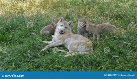 Arctic Wolf Canis Lupus Tundrarum Mother Playing With Cub Stock Photo