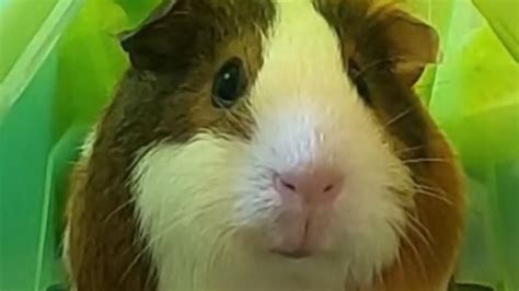 Super Cute Guinea Pigs Animal Compilation Youtube