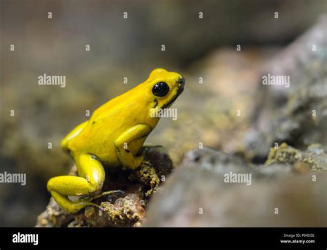 Golden poison frog Stock Photo - Alamy